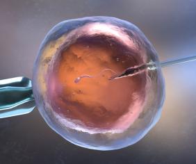 vloženie spermie do vajíčka